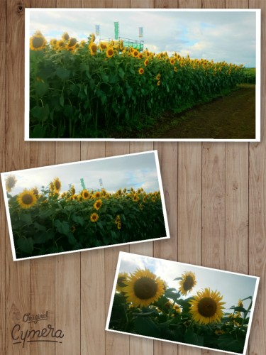CYMERA_20160825_112124.jpg