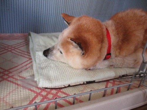 老犬の暑さ対策 花と野鳥と 時々寄り道 楽天ブログ