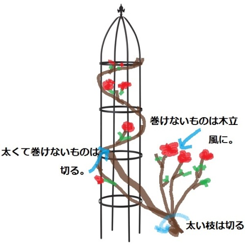 Nhk 趣味の園芸 半つる性バラのオベリスクの巻き方 今日のできごと 楽天ブログ