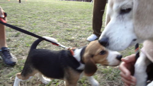 27238376_1812086649_107large3か月子犬とブラウン.jpg