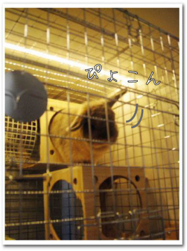 うさぎ専門ペットショップ「うさぎのしっぽ」柴又店 画像003-2.jpg