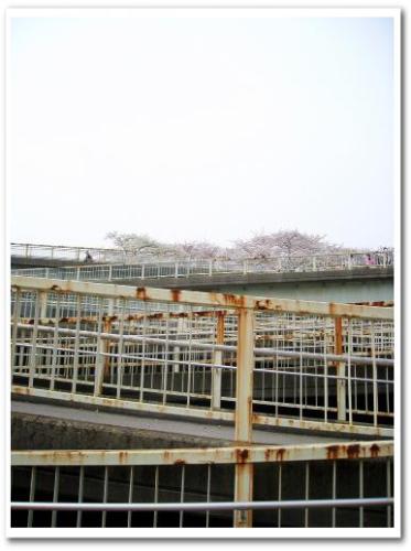 花見 桜 名所 穴場 オススメ スポット 家族 東京 葛飾区 小菅 2013 公園 小菅西公園 小菅水再生センター 堀切菖蒲園駅 綾瀬駅 003.jpg