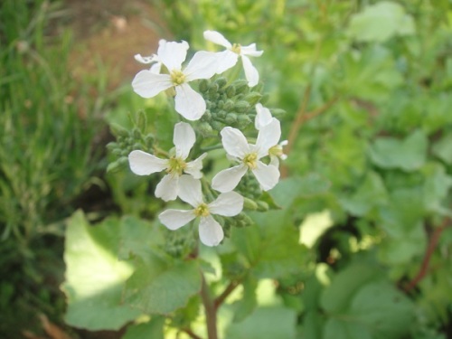 はつか大根の花 ほっとする音楽 猫 野菜作り 楽天ブログ