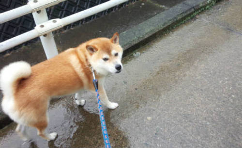 柴ドリル 柴犬ゴンのお散歩日記 楽天ブログ