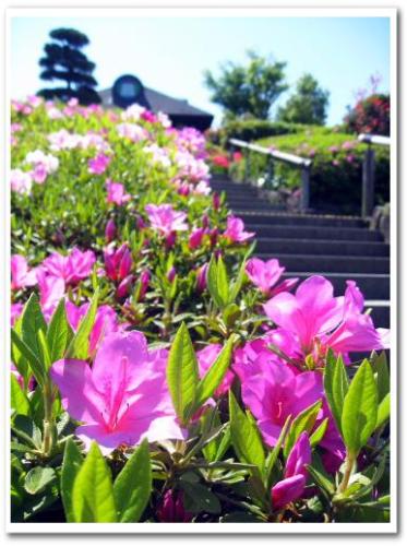東京 葛飾柴又 京成柴又駅周辺 観光 柴又公園 江戸川土手 つつじ 芝桜 こいのぼり 写真 014.jpg
