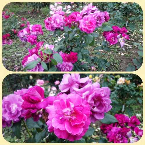 CYMERA_20160611_090118.jpg