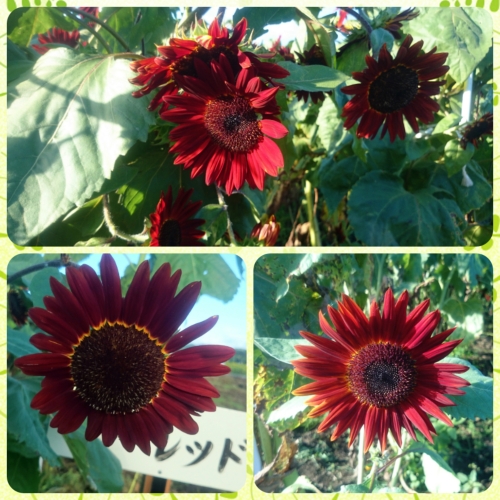 CYMERA_20160825_112544.jpg