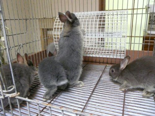 ベビー