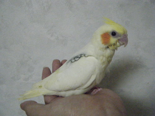 パイド オカメインコ