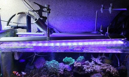 AI prime HD 水槽 サンゴ LEDライト sman1puncu.sch.id