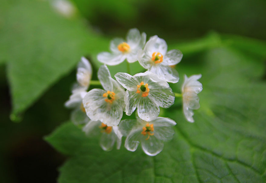 スケルトンフラワー ことサンカヨウの花 | 裏庭のおしゃべり - 楽天ブログ