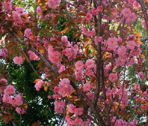 八重桜 関山 の開花 とつるセシル ブルンネ レザフロ悠々記 楽天ブログ