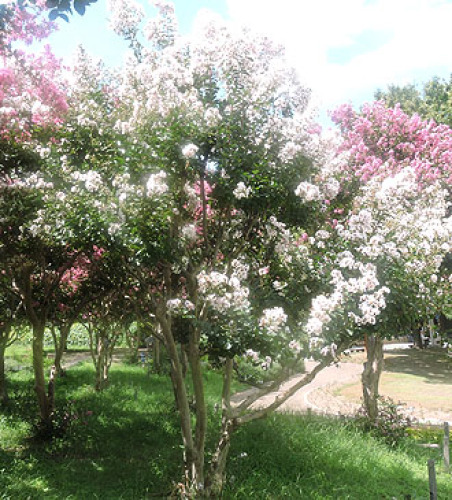 サルスベリ ２ 長居植物園 山里 街角の恋人達 楽天ブログ