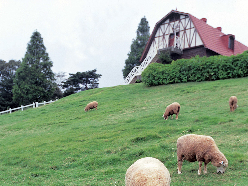 六甲山牧場 ペット禁止