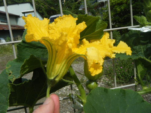 DSCF0615.jpg
