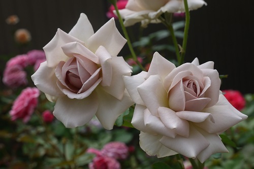 魅惑的なベラドンナ、シックで華やかダイヤモンドグレー、頑張る美バラたち♪ | バラの香る庭へようこそ～ - 楽天ブログ