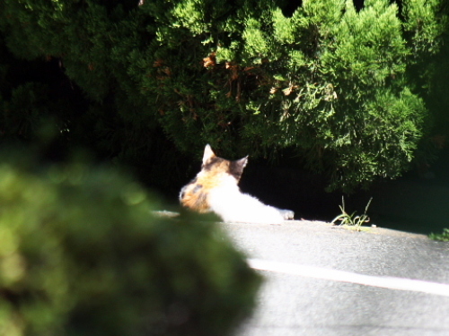 日なたぼっこする三毛の子猫