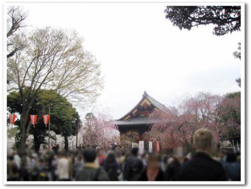 花見 桜 名所 オススメ スポット 東京 2013 上野公園004.jpg