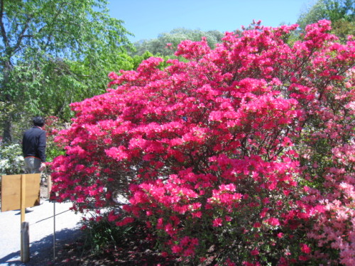 2013_0502_121405-IMG_1793.JPG