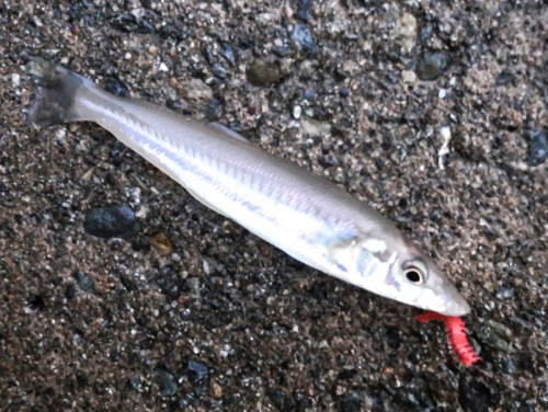 キス釣りながらシーバス浮気 下手の横好き 広く浅く 楽天ブログ