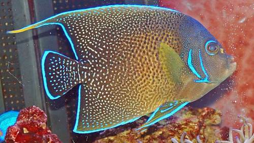 上手くいくこと いかないこと 湘南水族館 犬バカの魚好き 楽天ブログ