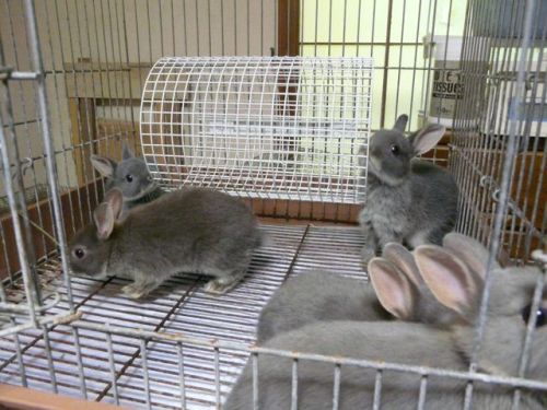 ベビー