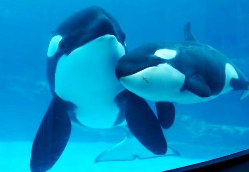 ８ 名古屋港水族館 シャチの泳ぐ姿が見られる名古屋港水族館は超オススメです 本州最大の水族館 ありふれた一日を 記憶に残る素敵な時間に 楽天ブログ