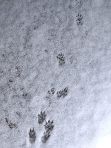 積雪はイタチの足跡をくっきりと 婆 ばのブログ 楽天ブログ