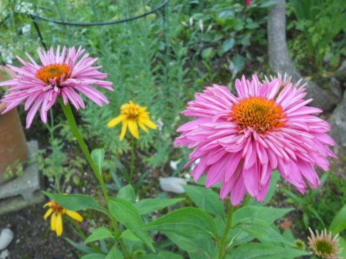 アスチルベとエキナセア色々 四季のお花たちとの暮らし 楽天ブログ