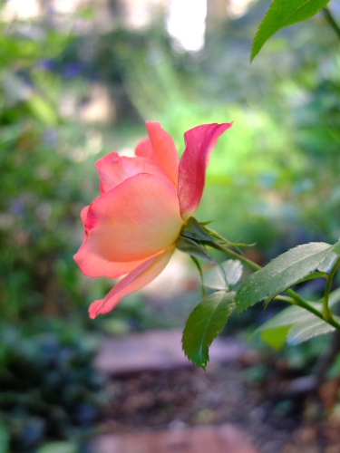 今日のバラ プレイボーイ をみて思うこと Yukapon S Garden 楽天ブログ