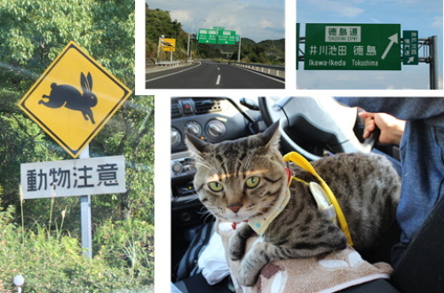 猫神社 王子神社 徳島県文化の森総合公園 あずきちゃん 猫 のお散歩ブログ 楽天ブログ