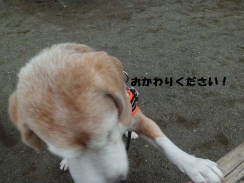 公園にておかわりCIMG1912.JPG