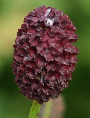 ワレモコウ様 ワレモコウ。この花をお盆やお彼岸の飾り花にします。花の博物誌