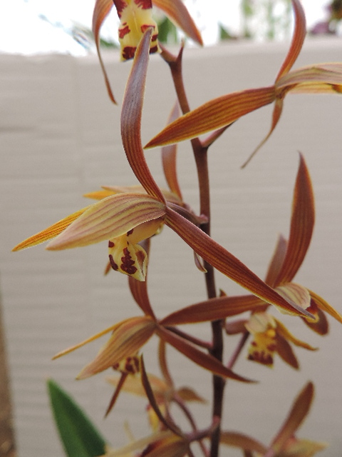 ホウサイラン | 田舎の花屋日記 - 楽天ブログ ホウサイラン | 田舎の花屋日記 - 楽天ブログ