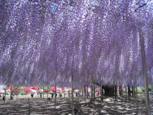 2013_0502_133737-IMG_1853.JPG