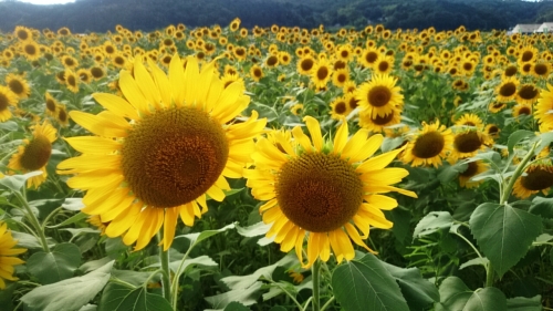 CYMERA_20160825_103338.jpg