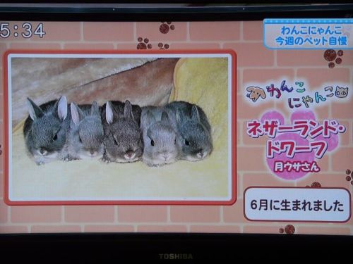 テレビ