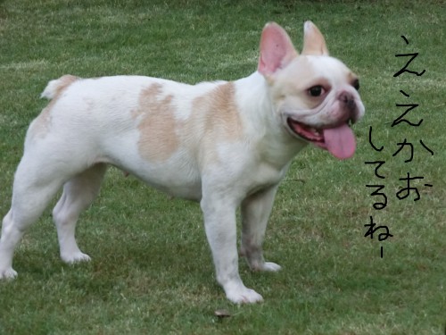 ええかお.jpg