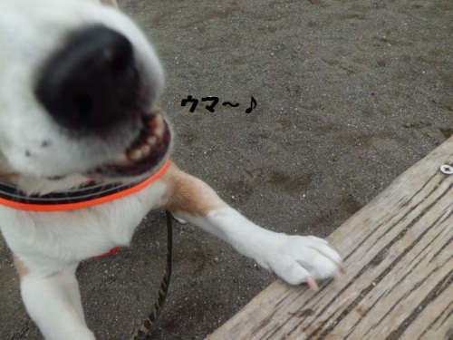 公園にてうまーCIMG1911.JPG