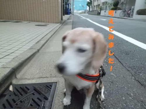 CIMG2133考えてみた.jpg