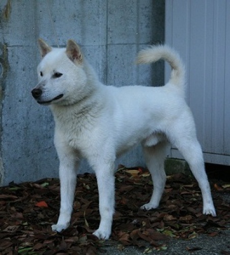 白毛の紀州犬の由来を探る 横田俊英 白毛の紀州犬 胡麻毛の紀州犬 飼われた狼は犬に似た形態に変化する ことなどの考察 計量計測データバンク とその情報 楽天ブログ