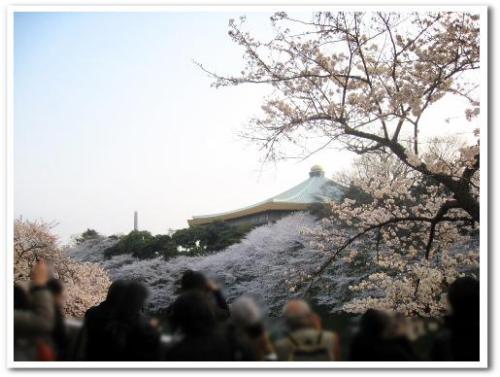 花見 桜 名所 オススメ スポット 東京 2013 九段下駅 千鳥ヶ淵 夜桜 ライトアップ デート 002.jpg