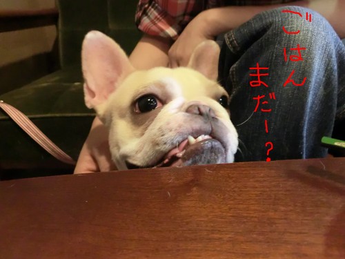 ごはんまだ.jpg