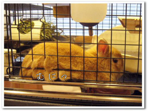 うさぎ専門ペットショップ「うさぎのしっぽ」柴又店 画像006-4.jpg