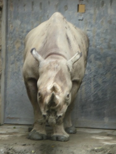 上野動物園 その12 まだまだいますよ ｍｏｍｏ太郎日記 楽天ブログ