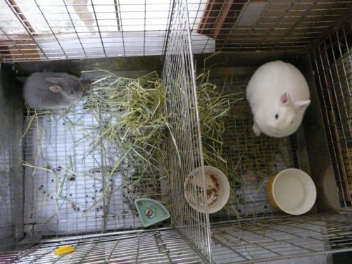 居残り