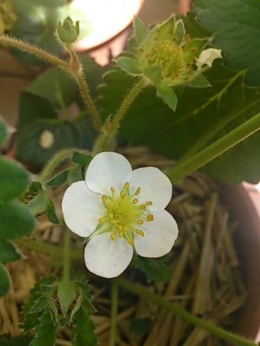 花が咲くイチゴと咲かないイチゴ W 一つぶの種から トゥルシーの日記 楽天ブログ