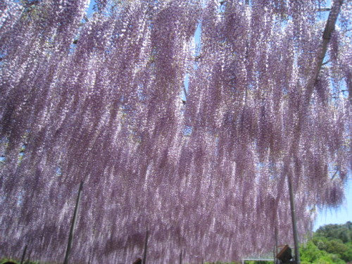2013_0502_115346-IMG_1789.JPG
