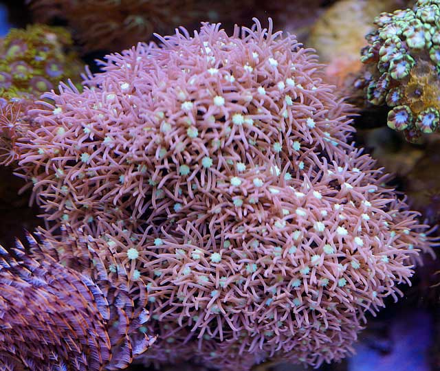 開かなかいスターポリプにヤキモキ！ | 湘南水族館〜犬バカの魚好き - 楽天ブログ