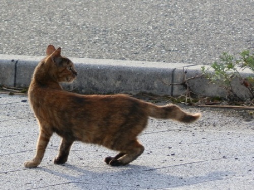 鳩（朝食）に逃げられた図